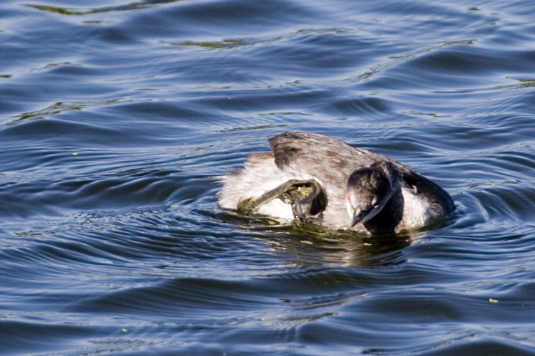 [Eared Grebe]