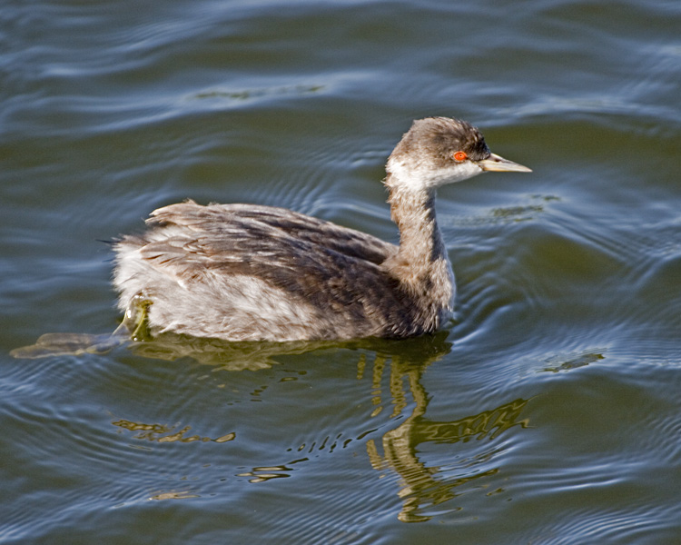 [Eared Grebe]