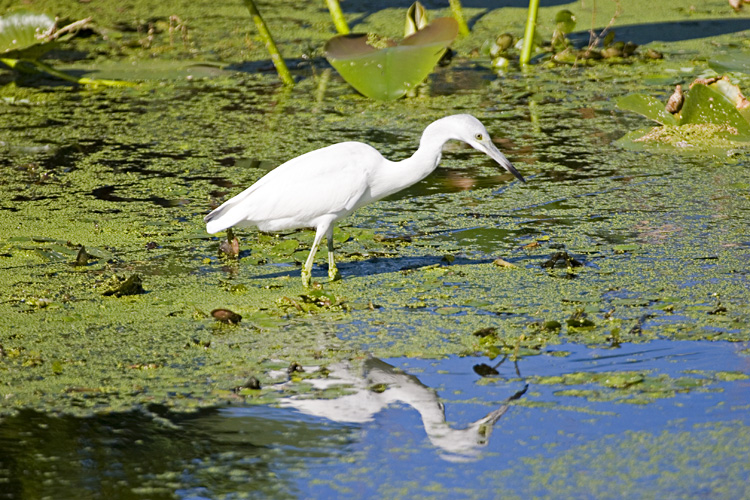 [Little Blue Heron]