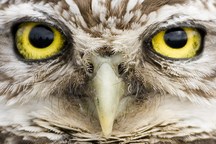 [Burrowing Owl]