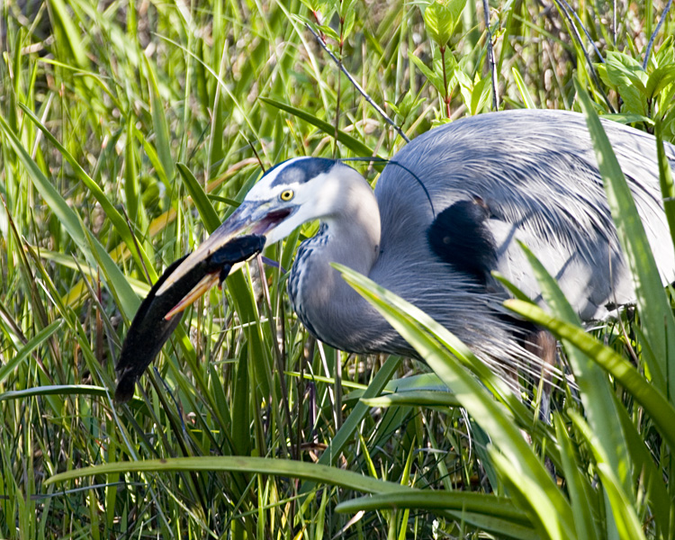 [Great Blue Heron]