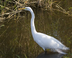 Great Egret