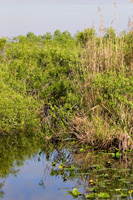 Taylor Slough