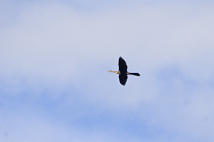 Soaring Anhinga