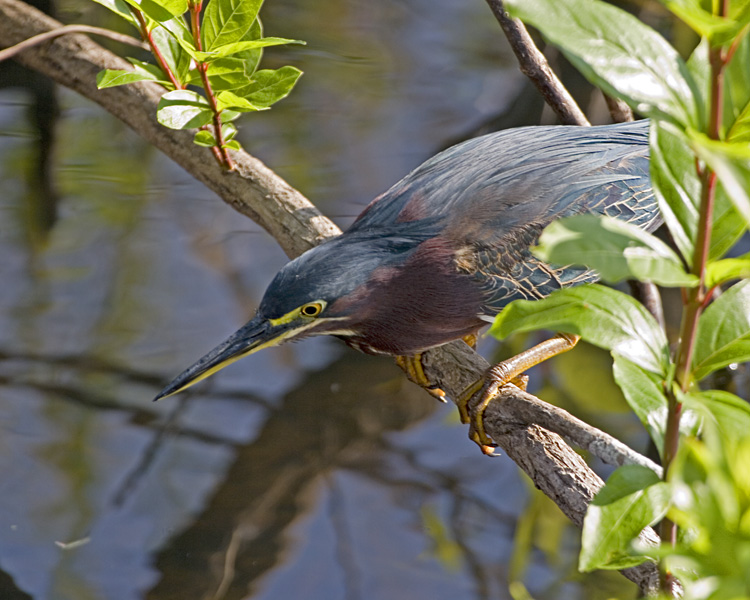 [Green Heron]