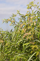 Coastal Plain Willow