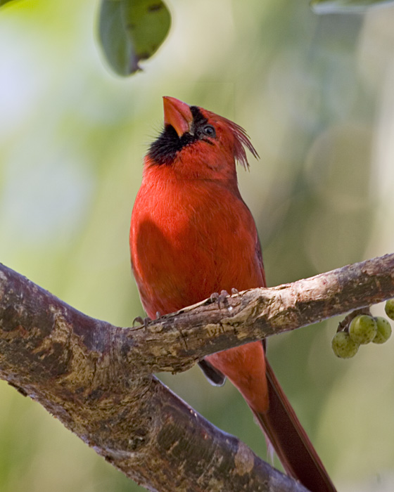 [Northern Cardinal]