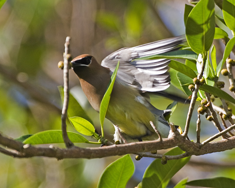 [Cedar Waxwing]