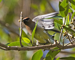 Cedar Waxwing