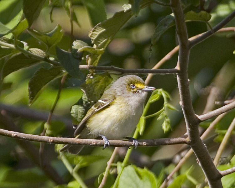 [White-eyed Vireo]