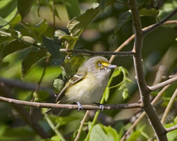 White-eyed Vireo