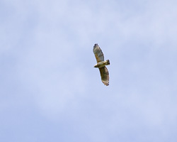 Red-shouldered Hawk