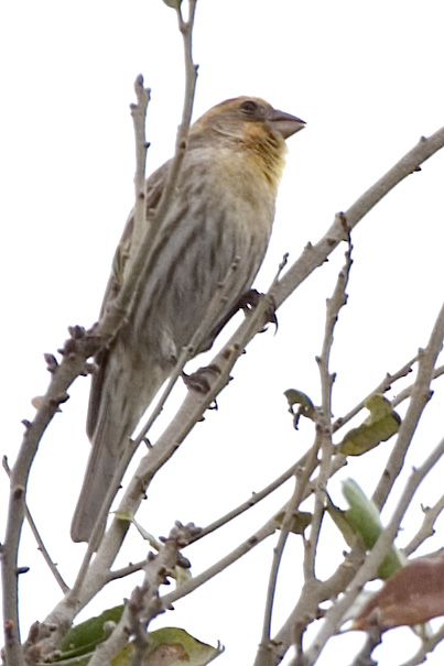 [House Finch]