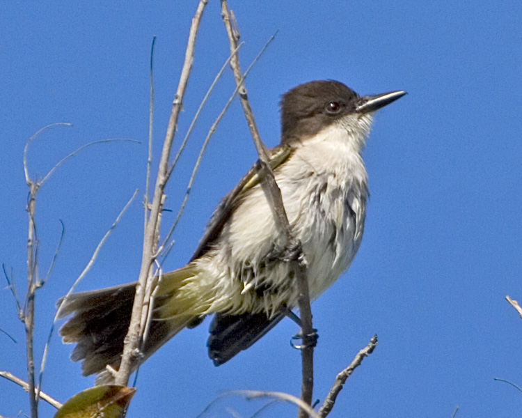 [Loggerhead Kingbird]