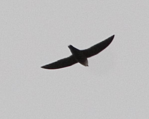 [Chimney Swift]