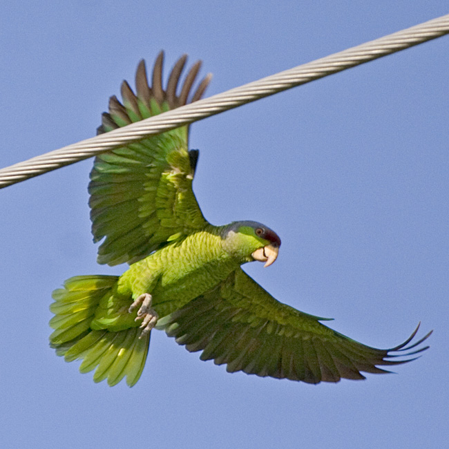 [Lilac-crowned Parrot]