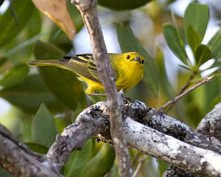 [Yellow Warbler]