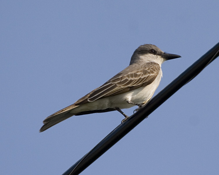 [Gray Kingbird]