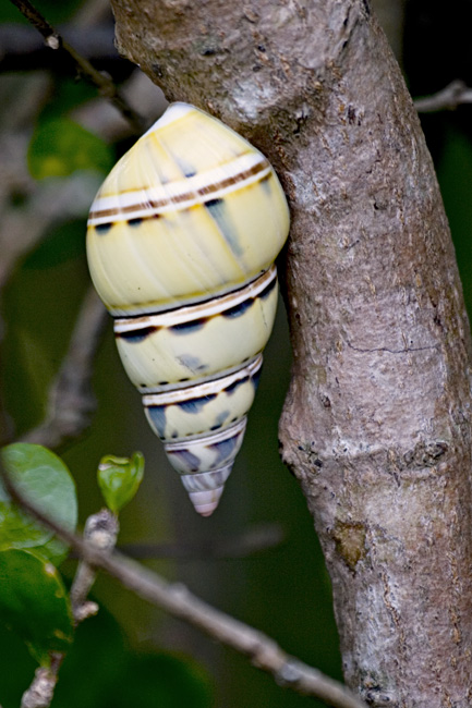 [Liguus Tree Snail]