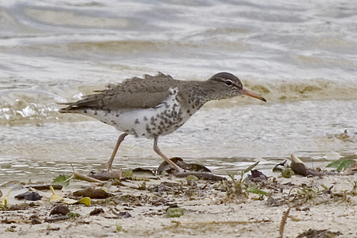 [Spotted Sandpiper]