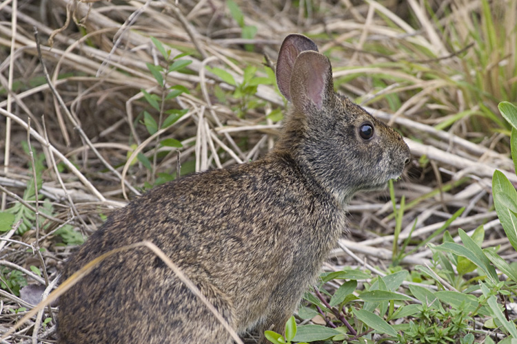[Marsh Rabbit]