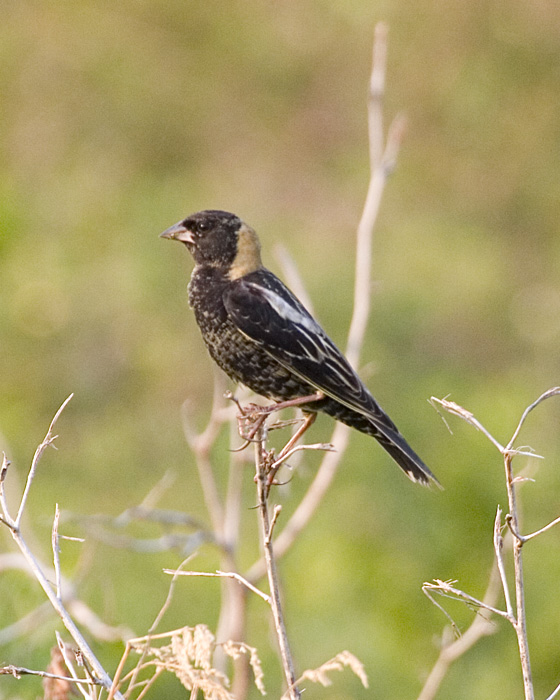 [Bobolink]