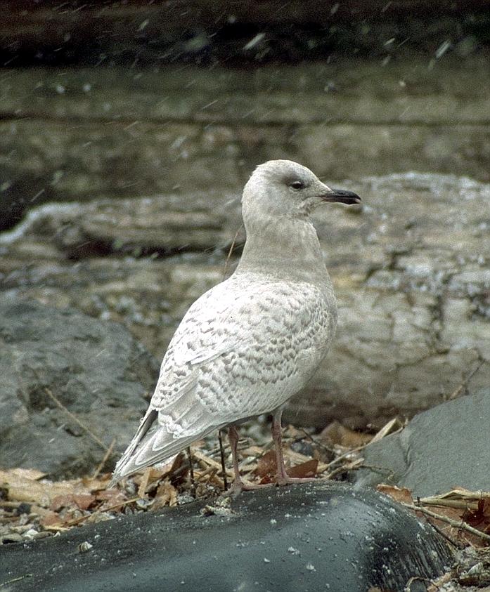 [Iceland Gull]