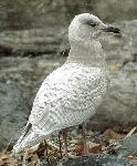 [Iceland Gull]