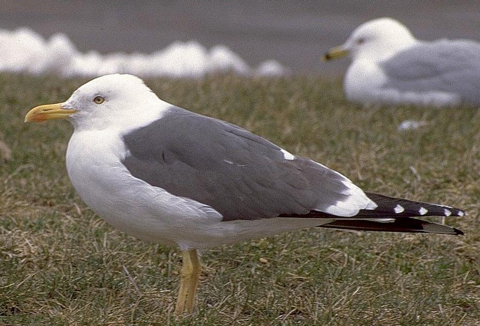 [Lesser Black-backed Gull]