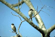 [Loggerhead Shrikes]