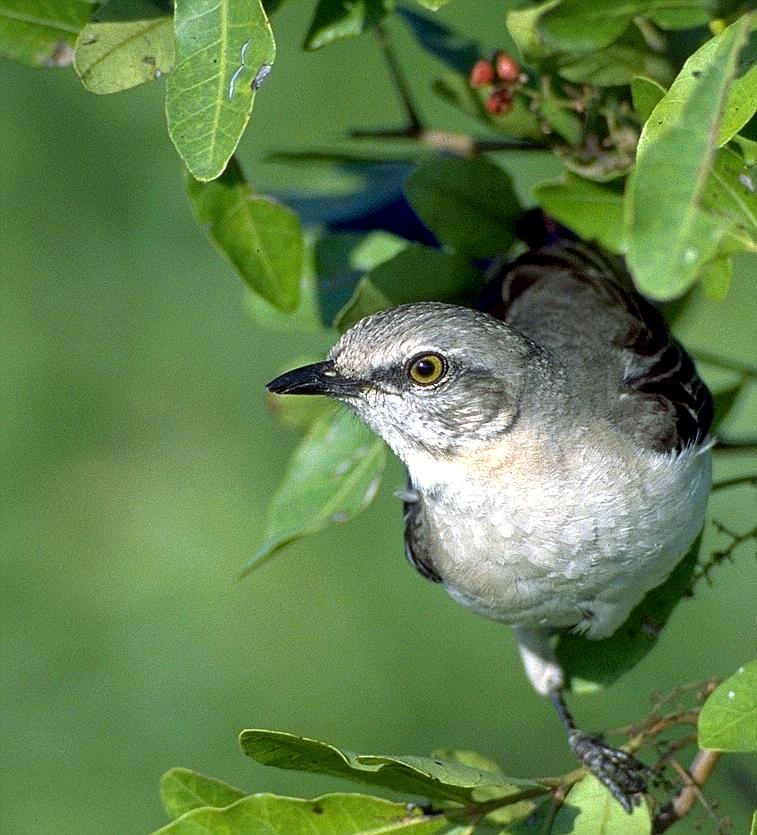 [Northern Mockingbird]