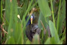 [Purple Gallinule]