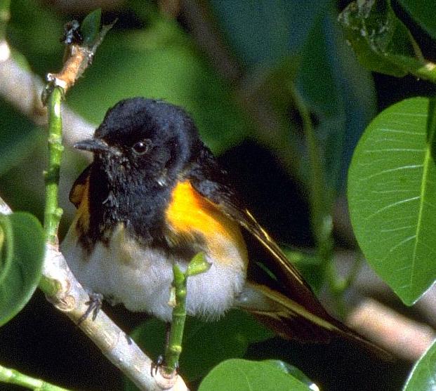 [American Redstart]