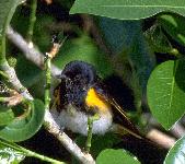 [American Redstart]