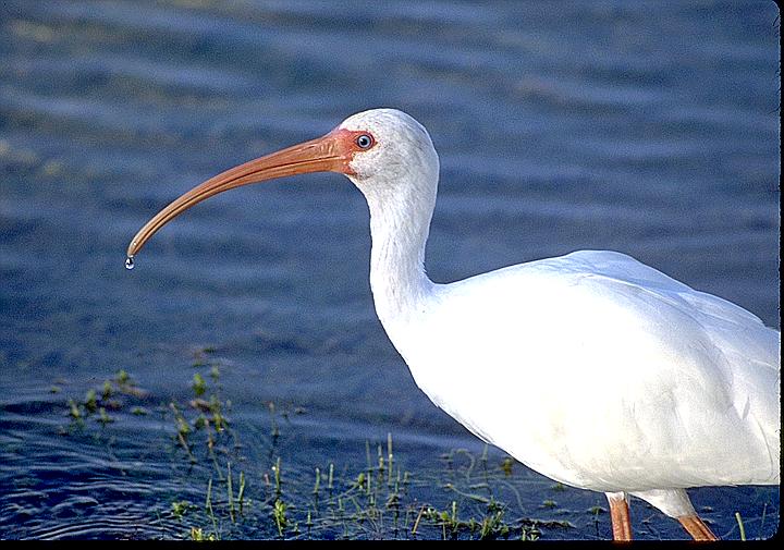 [White Ibis]