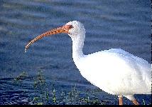 [White Ibis]