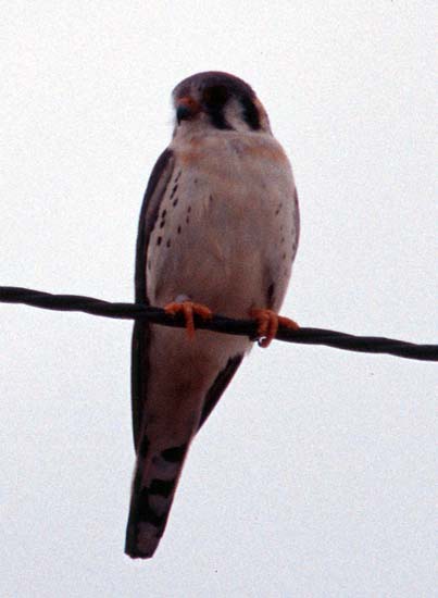 [American Kestrel]