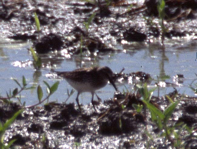 [White-rumped Sandpiper]