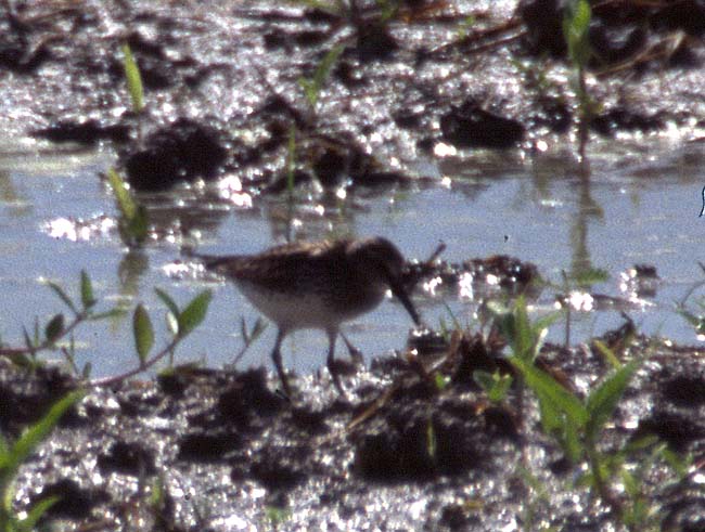 [White-rumped Sandpiper]