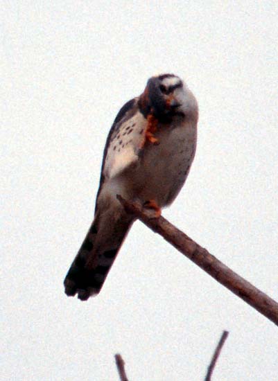 [American Kestrel]