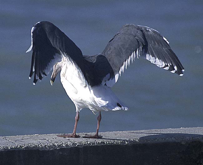 [Slaty-backed Gull]