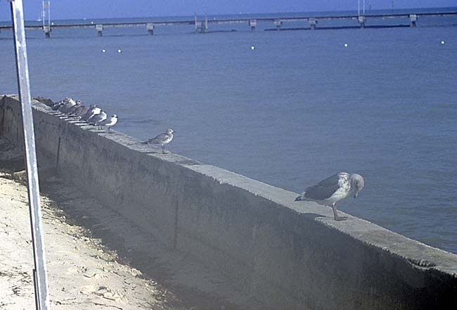 [Slaty-backed Gull]