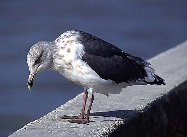 [Slaty-backed Gull]