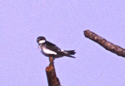 [Mangrove Swallow]