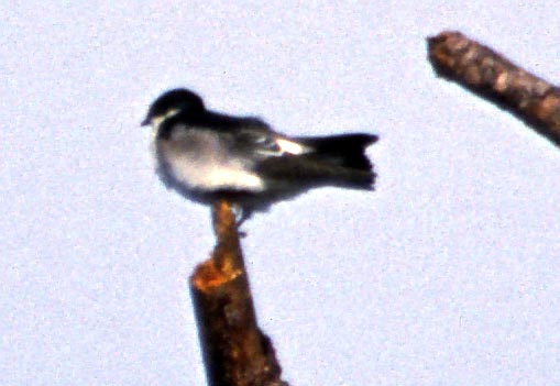 [Mangrove Swallow]