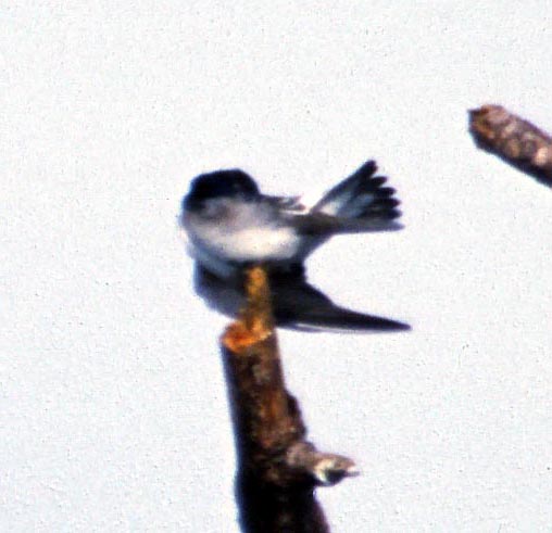 [Mangrove Swallow]