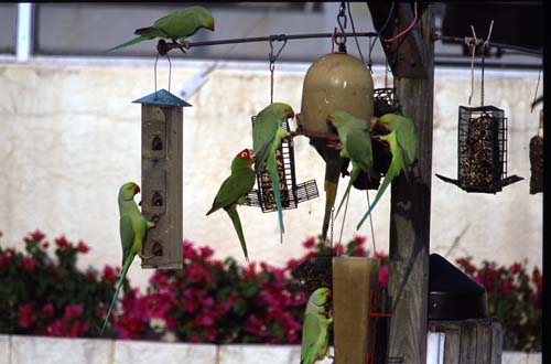 [Rose-ringed Parakeet]