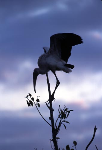 [Wood Stork]