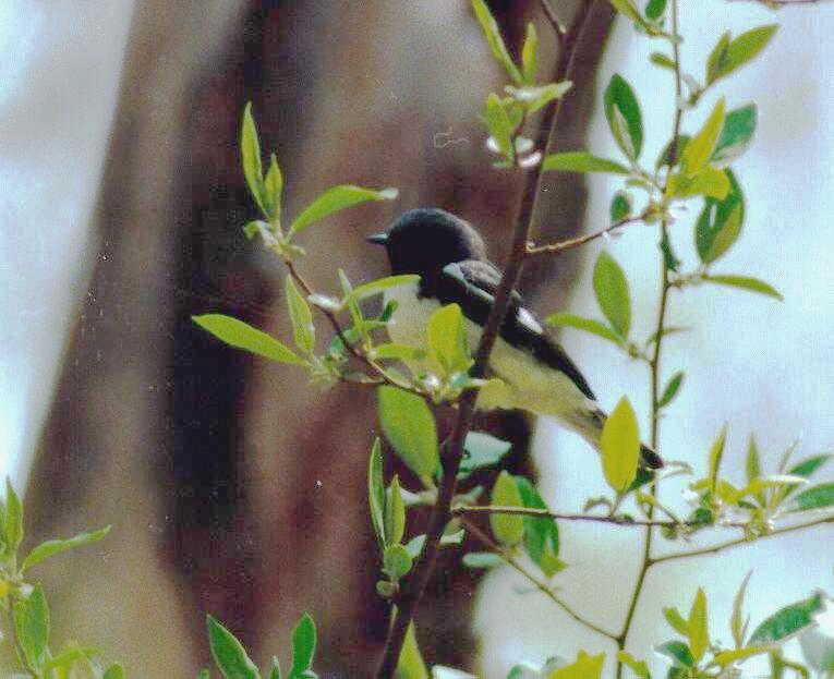 [Black-throated Blue Warbler]