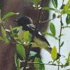 [Black-throated Blue Warbler]